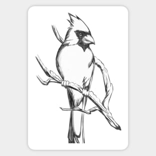 Northern Cardinal - Drawing Gift for Cardinal Lovers Sticker